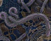 India–Africa Forum Summit Postponed Amid Escalating Ebola Crisis in Central Africa