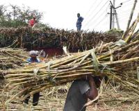 India Imposes Full Sugar Export Ban Amid Supply, Climate, and Inflation Concerns