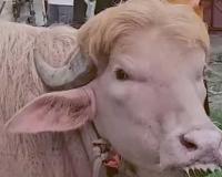 Rare Albino Buffalo Nicknamed “Donald Trump” Sold in Viral Eid al-Adha Trade Deal Near Dhaka