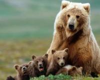 Rare Himalayan Brown Bear Sighting of Mother and Cubs Captured in High-Altitude Kinnaur Sanctuary