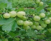 Indian Gooseberry Farming Emerges as a Resilient Agricultural Backbone with Rising Global Demand
