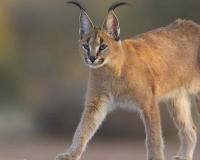 Caracal Rediscovered in Thar Desert Near India-Pakistan Border, Boosting Conservation Hopes