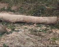 Illegal Tree Felling Allegations Surface in Raebareli as Viral Video Triggers Forest Department Probe
