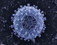 Headline: Resurfaced 2022 ‘Hantavirus’ Prediction Post Sparks Global Debate Amid Cruise Ship Outbreak Investigation