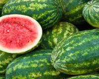 Watermelon Emerges as Summer Lifeline and Agricultural Powerhouse in India