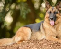 Supreme Court Authorises Euthanasia of Rabid and Aggressive Stray Dogs in Landmark Order