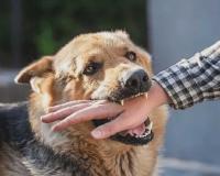 Supreme Court Refuses to Modify Stray Dog Removal Order, Links Public Safety to Constitutional Right to Life
