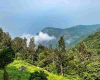 Sacred Groves in Odisha Under Cultural Protection Even as Forest Area Shrinks, Study Reveals