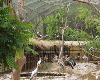 Heatwave Emergency Measures at Mahendra Chaudhary Zoological Park as Extensive Wildlife Protection Systems Activated
