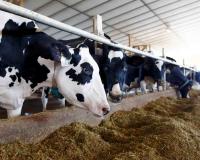 Eid Trade Collapse in West Bengal as Cattle Market Stalls Amid Crackdown and Fear