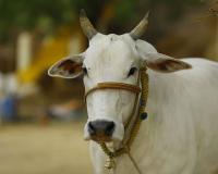 Cow Declared National Animal Demand Gains Support From Several Muslim Organisations Ahead of Eid-ul-Azha