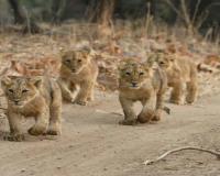 Gir Lion Cub Deaths Trigger High Alert Across Gujarat Forest Divisions