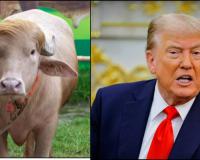 Viral “Donald Trump Buffalo” Saved from Slaughter and Transferred to Bangladesh National Zoo Amid Public Outcry