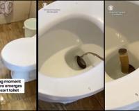 King Cobra Suspected in Resort Toilet Shock Incident in the Philippines as Guests Face Deadly Surprise