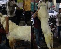 Heartwarming Video of Goat Embracing Owner Leaves Social Media Users Emotional