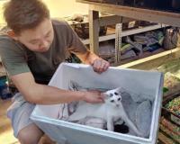 Heartless Act Caught on Camera Sparks Outrage in Kuantan, Trader Denies Killing Six Kittens