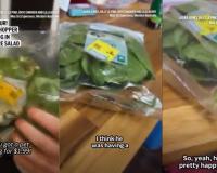 Live Frog Found Inside Supermarket Lettuce Leaves Stuns Australian Farmerv