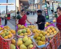 Indian Mangoes Command Premium Prices in London Amid Viral Video Highlighting Global Price Gap