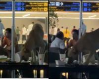 Stray Dog Breaches Passenger Lounge at Hyderabad Airport, Triggers Outrage Over Security and Hygiene Standards