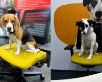 Mars Pet Nutrition India Reinforces Pet-Friendly Workplace Culture Through Bring Your Pet to Work Day Celebration
