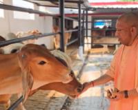Yogi Adityanath’s Cow Welfare Routine Sparks Nationwide Debate Over Cow’s Status