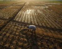 Maharashtra Approves ₹36,585 Crore Farm Loan Waiver, Benefiting 56 Lakh Farmers