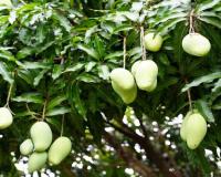 India Faces Fresh Setback as Nepal Suspends Mango Imports Over Excess Pesticide Levels