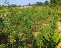 ₹75 Lakh Illegal Cannabis Crop Unearthed in Pratapgarh, Over 151 Kg of Plants Seized in Major Police Crackdown
