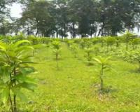 Forest Department's Remarkable Success: 25,000 Saplings Transform Barren Land into Thriving Forest in Just One Year