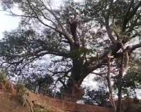 Tree Fall Forces Temporary Closure of Malabar Hill Nature Trail in South Mumbai