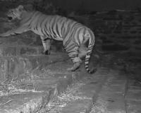 Tiger Occupies Raisen Fort Hill, Forest Department Declares Restricted Zone Amid Safety Concerns