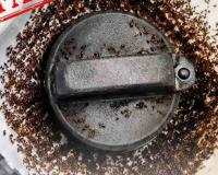 BPCL Debunks Viral Claim Linking E20 Petrol to Ant Attraction, Calls Social Media Allegations Baseless