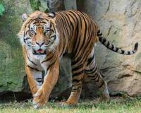 Tiger Attack in Madhya Pradesh Takes Disturbing Turn as Video Raises Suspicion of Possible Firing