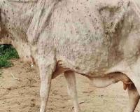 Lumpy Skin Disease Vaccination Drive Launched, Over 111.51 Million Cattle Targeted for Immunisation