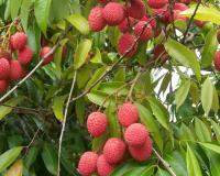 Uttarakhand Lychee Makes Historic Debut in European Market as First Consignment Reaches Italy