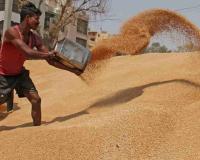 Massive Wheat Procurement Scam Suspected in Madhya Pradesh as Fake Farmers Allegedly Exploit Minimum Support Price System