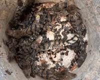 11 Baby Crocodiles Rescued from Water Tank Near Vihar Lake During 90-Minute Wildlife Operation in Mumbai