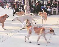 Stray Dog Attack Forces Closure of Government School in Kerala's Thrissur District
