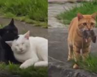 Heartbroken Cat Leaves With Empty Paws After Discovering Crush With Another Cat in Viral Video
