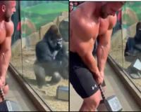 Rain-Soaked Gorilla’s Persistent Reconciliation Attempt with Reluctant Companion Captivates Global Viewers