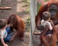 AI Video of Orangutans Rescuing Toddler Misleads Millions as Experts Expose Fabrication
