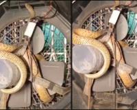 Snake Found Coiled Inside Air Cooler Leaves Internet Users Shocked, Viral Video Sparks Safety Concerns