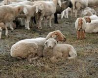 Kashmir Wedding Season Hit as Mutton Supply Crisis Threatens Traditional Multi-Course Feast, Chief Minister Seeks Punjab's Intervention