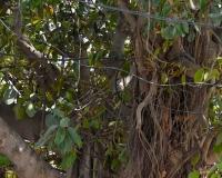 700-Year-Old Banyan Tree in Bihar's Munger Becomes World's Oldest Scientifically Verified Banyan