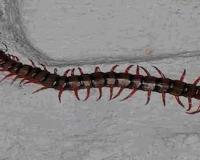Monsoon Centipede Invasion: Five Effective Ways to Keep Bathrooms, Drains, and Kitchens Free of Pests  With the arrival of the monsoon season, hous
