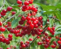 India Ships First Consignment of Areko Cherries and Scentrose Plums from Jammu and Kashmir to UAE