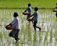 Kharif 2026 Sowing Reaches 46 Per Cent of Target by July 6, Agriculture Department Releases Latest Progress Report