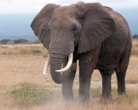 Wild Elephant Tracks Family for Years, Kills Four Members in Nepal in Repeated Attacks