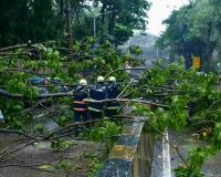 Monsoon Tree Collapses Expose Deep-Rooted Urban Governance Failures Beyond Heavy Rainfall