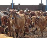Massive Grant Irregularity Exposed: 38 Cow Shelters Ordered to Recover Rs 57.36 Crore After Audit Finds Payments for 1.31 Lakh Deceased Cattle
